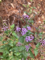 Fleischmannia pycnocephala