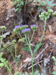 Fleischmannia pycnocephala