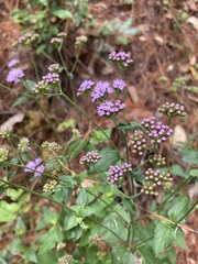 Fleischmannia pycnocephala