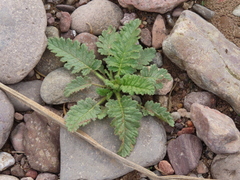 Phacelia integrifolia