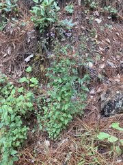 Fleischmannia pycnocephala