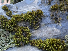 Orthotrichum anomalum