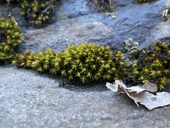 Orthotrichum anomalum