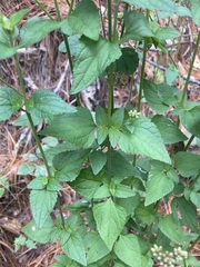 Fleischmannia pycnocephala