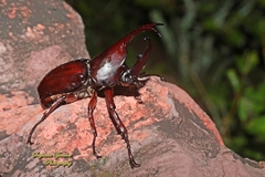 Xylotrupes gideon