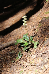 Pyrola picta