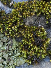 Dermatocarpon luridum