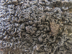 Pseudephebe minuscula