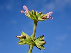 Salvia verbenaca