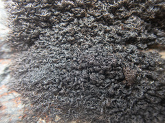 Pseudephebe minuscula