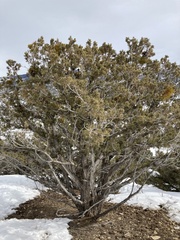 Phoradendron juniperinum