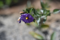 Solanum parishii