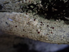 Ophioparma rubricosa