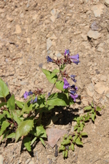 Penstemon serrulatus