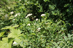 Spiraea betulifolia
