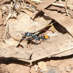 Myrmecia mandibularis
