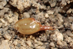 Superstitionia donensis