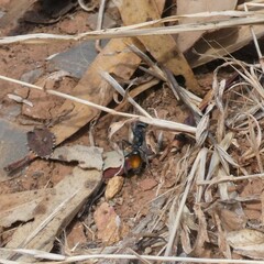 Myrmecia mandibularis