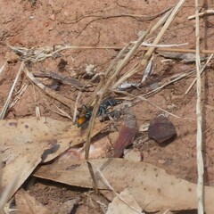 Myrmecia mandibularis