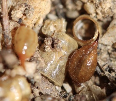 Superstitionia donensis