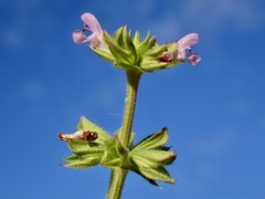 Salvia verbenaca