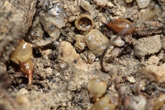 Superstitionia donensis