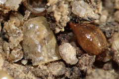 Superstitionia donensis