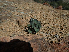Streptanthus morrisonii