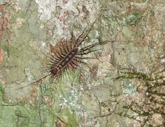 Allothereua maculata