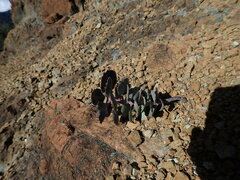 Streptanthus morrisonii