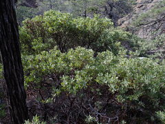 Arctostaphylos bakeri sublaevis