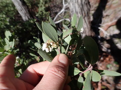 Arctostaphylos bakeri sublaevis