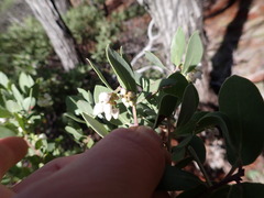 Arctostaphylos bakeri sublaevis