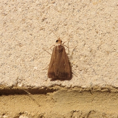 Tathorhynchus fallax