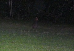 Thylogale stigmatica