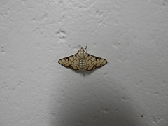 Aphytoceros lucusalis