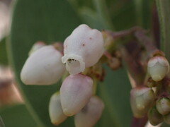 Arctostaphylos bakeri sublaevis