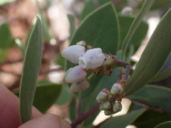 Arctostaphylos bakeri sublaevis