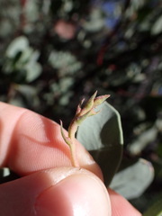 Arctostaphylos bakeri sublaevis