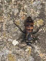 Radumeris tasmaniensis