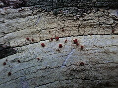 Ophioparma rubricosa