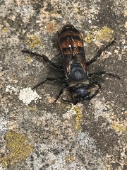 Radumeris tasmaniensis