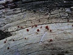 Ophioparma rubricosa