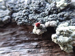 Ophioparma rubricosa