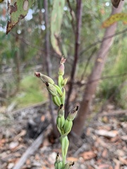 Calochilus therophilus