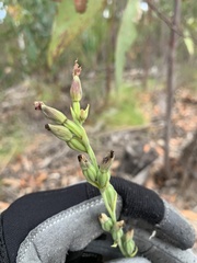 Calochilus therophilus