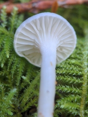 Hygrophorus piceae