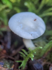 Hygrophorus piceae