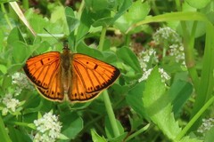 Lycaena edna