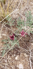 Vesper multinervatus